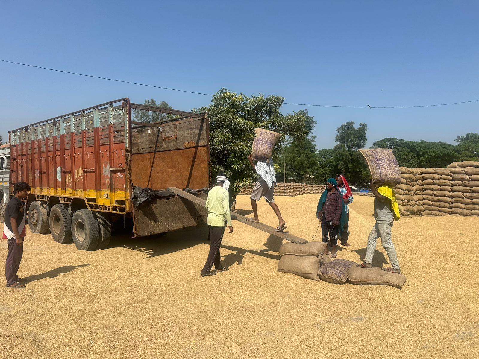 Smooth Procurement Operations in SAS Nagar Mandis; 17,537 MT Paddy Arrives, 17,187 MT Procured So Far
